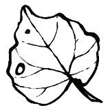 Store avatar for Honest Skincare